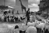 Zien: Afrikaanse dieren maken plaats voor bouwconstructies