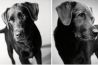 Opvallend fotoproject: van pup tot senior