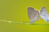 Stap in de wereld van macrofotografie