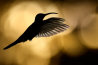 Fotografeer roofvogels tijdens de masterclass op Fotofair 2021