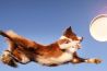 Neem deel aan de actie workshop honden frisbee fotografie op Fotofair 2021