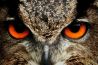 Vogelfotografie, hoe doe je dat? 