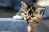 Lezersgallery: kattenfoto's uitgelicht