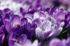 Uitgelicht: Spring is in the air 