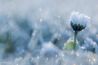 Interview | Macrofotografe Judith Borremans