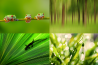 Uitslag fotowedstrijd 'Groen'