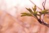In de spotlight: ‘Growing’ van Ingrid Honders