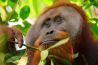 Hoe worden de beelden in Our Planet gemaakt?