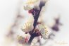 Uitgelicht: lente op Digifoto