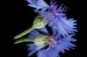 In de spotlight: ‘Korenbloem’ van Steven Uil