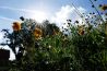 Alles wat je wil weten over lensflare