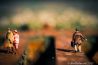 Uitgelicht: the crossing 