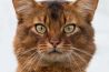 In de spotlight: ‘Somali Kater’ van Suleika Vullings