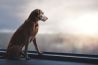 Dog Photographer of the Year-winnares Monica van der Maden