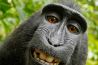 Grappig: Dieren stelen GoPro camera’s