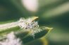 Praktische tips voor je eerste stappen in de macrofotografie
