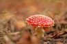 Lezersgallery: Paddenstoelen uitgelicht