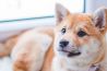Huisdierenfotografie: 5 tips