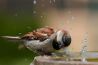Foto's van dieren met een perfecte timing