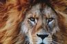 Wildlife vanuit Land Rover