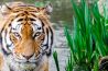 Wildlife fotografie: 3 tips