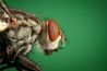Insecten als model