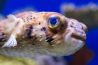 De voorbereiding: het fotograferen van een aquarium