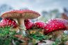 Paddenstoelen fotograferen met een spiegel
