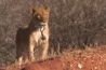 Getalenteerde dieren achter de camera