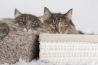 Tips voor het fotograferen van katten