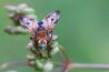 Insecten fotograferen, hoe doe je dat?