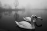 Fotoselectie van Week (#5-2015)