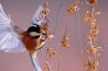 Uitdaging: vogels fotograferen