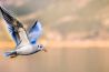 Foto's van vogels in vlucht