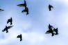 Inspiratie: vogels fotograferen