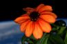 Astronaut Scott Kelly publiceert foto's van eerste bloem in de ruimte