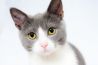 Kattenfotografie: leer foto’s maken met één hand! 