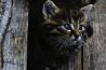 Inspiratie: foto’s van katten!