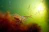Winnaars WWF-Frans Lanting Photo Award