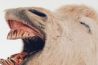 Comedy Wildlife Awards: humor in de natuur vastgelegd