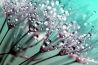 Tips en tricks voor macrofoto’s 