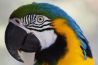 Dierenfotografie met superzoom camera