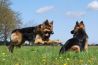 Tips voor de mooiste dierenfoto’s