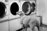 Preview Justin Dingwall - Schapen met een boodschap