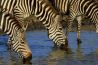 De zebra functie uitgelegd