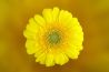 Tips voor het fotograferen van bloemen