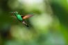 Instellingen: vogels in de vlucht fotograferen