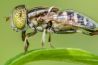 'Fly on the wall' - ofwel, onzichtbaar fotograferen? 