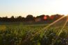 Starburst: licht in beeld