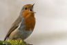 Vogels van extreem dichtbij dankzij Bird Photo Booth